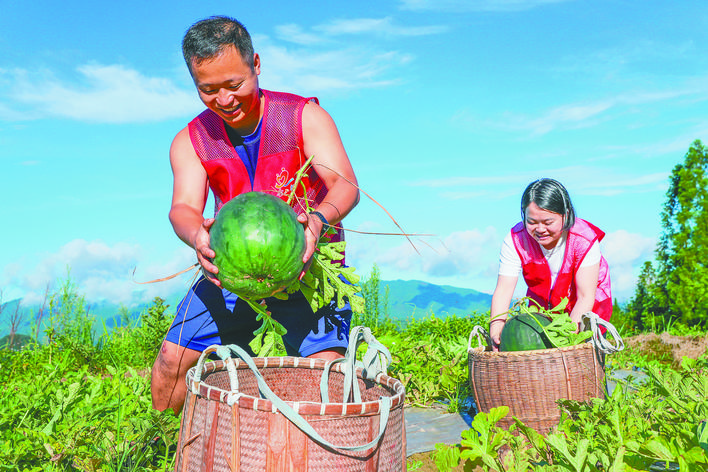 西瓜搶收